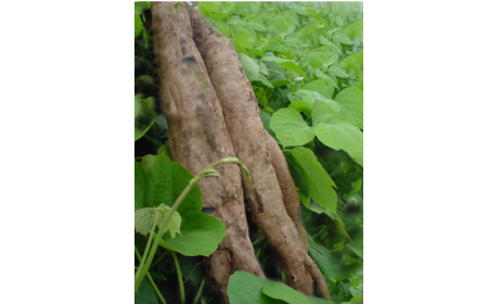 吃了這么多年的野生葛根粉，你吃對(duì)了嗎？