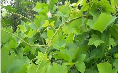 七夕寵妻狂魔就選它！二月風雙有機野生葛根粉，健康又有文化味 