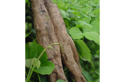 長(zhǎng)期吃葛粉是養(yǎng)生還是傷身？科學(xué)解讀它的三大益處，讓你吃得更明白！