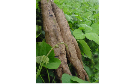 正宗的野生葛根粉，本質是淀粉嗎？探秘千年本草中的自然饋贈