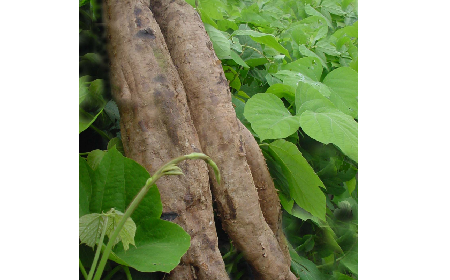葛粉是什么？解鎖這份藏著千年文化與養(yǎng)生智慧的天然食材
