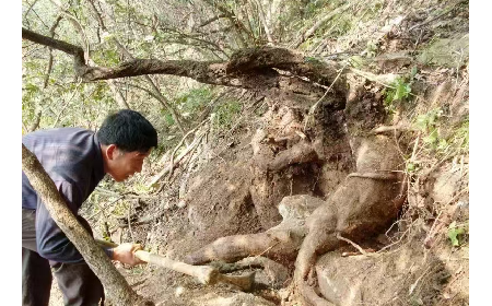 藏在隨州深山里的自然饋禮：二月風(fēng)有機(jī)野生葛根粉，守護(hù)孩子純粹成長
