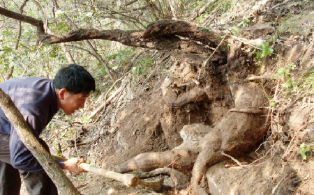 深山藏珍，二月風(fēng)正在大量收購(gòu)寒冬野生葛根