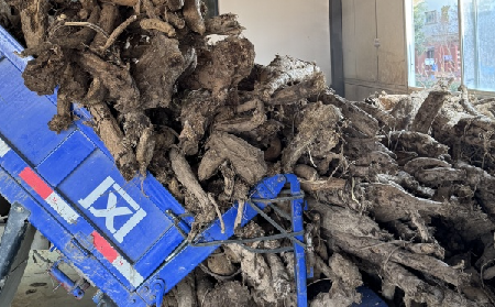 霜降采葛正當(dāng)時(shí)！二月風(fēng)大量收購(gòu)霜降葛根，以匠心護(hù)品質(zhì)、以產(chǎn)業(yè)助增收