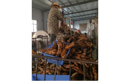 野生葛粉加工正當時，二月風匠心傳承好味道